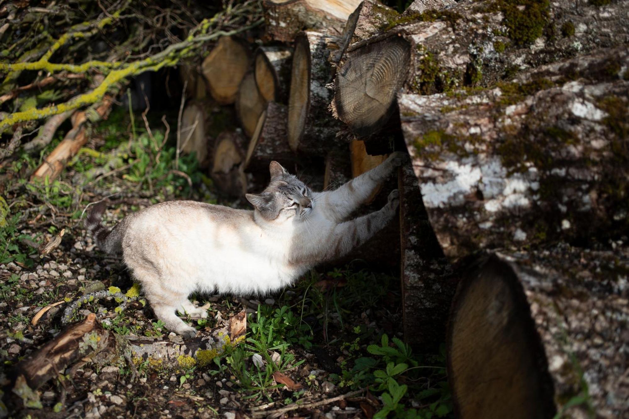 Le Chat Blanc Versols-et-Lapeyre Luaran gambar