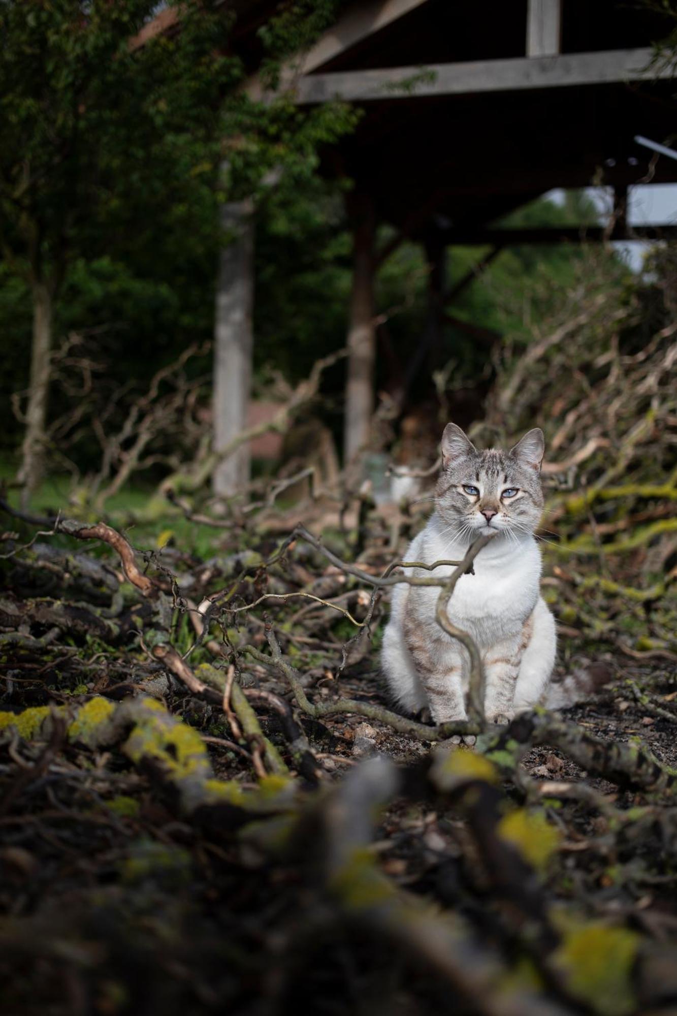 Le Chat Blanc Versols-et-Lapeyre Luaran gambar